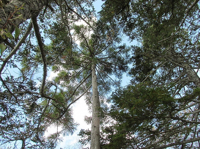 Лекарство от рака нашли в растениях