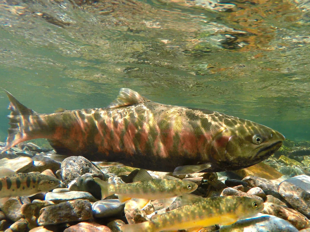 Горбуша камчатская. Красная рыба в приморском крае. Красная рыба в приморском крае. Красная рыба в приморском крае. Рыба пеструшка дальневосточная.