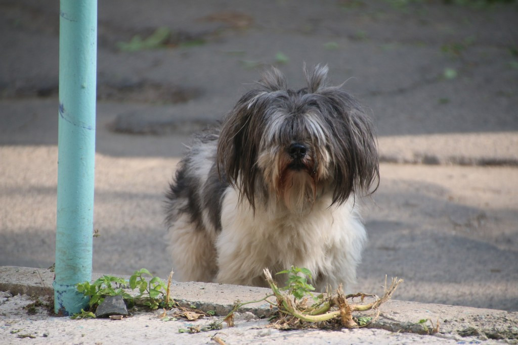 Дети сожгли щенка заживо во имя дружбы