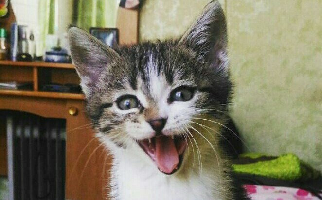 Животные с большим мозгом зевают дольше