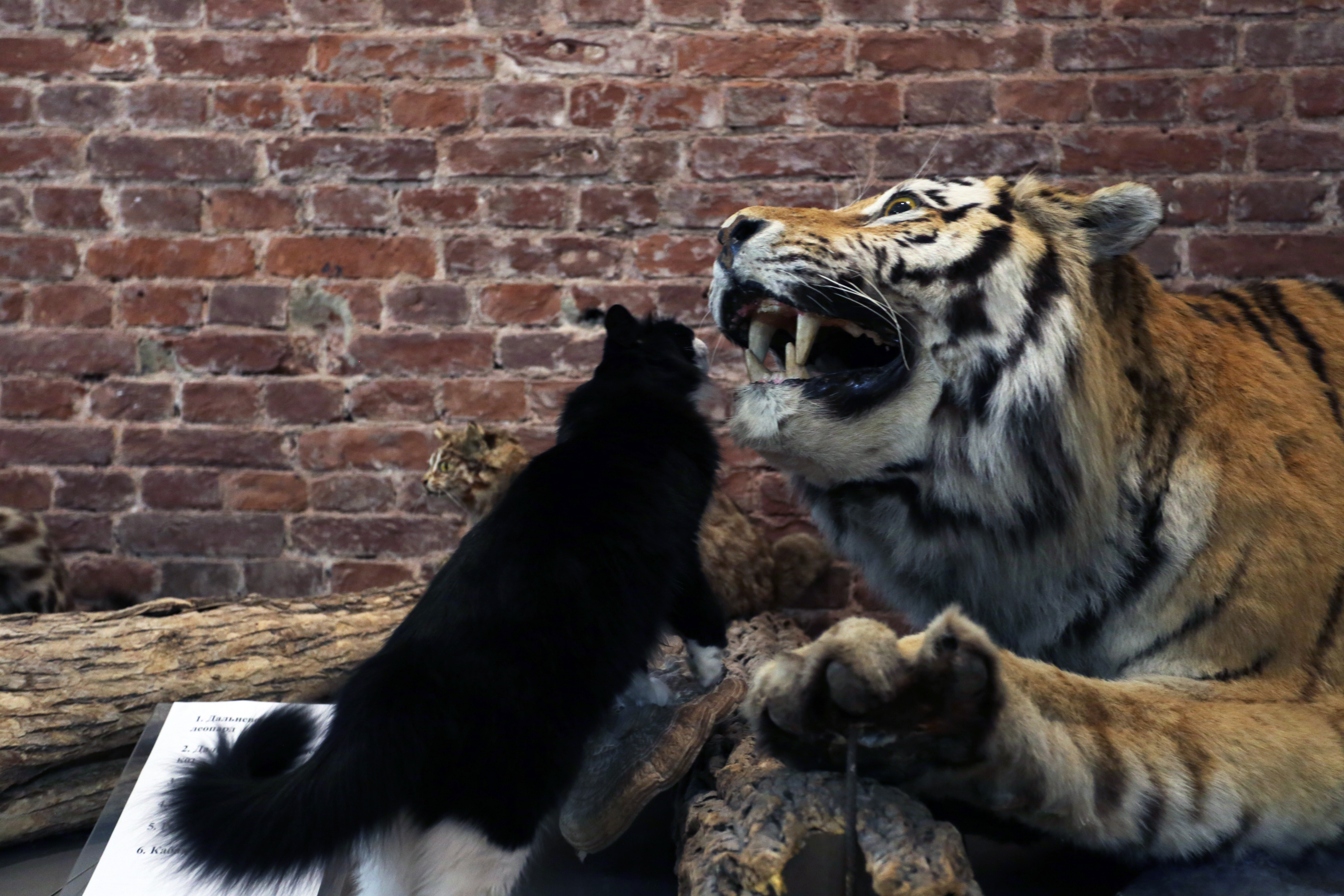 Кошка Шалая заправляет в музее (ФОТО)