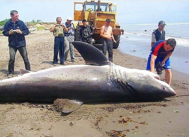 В нападениях акул виноваты люди