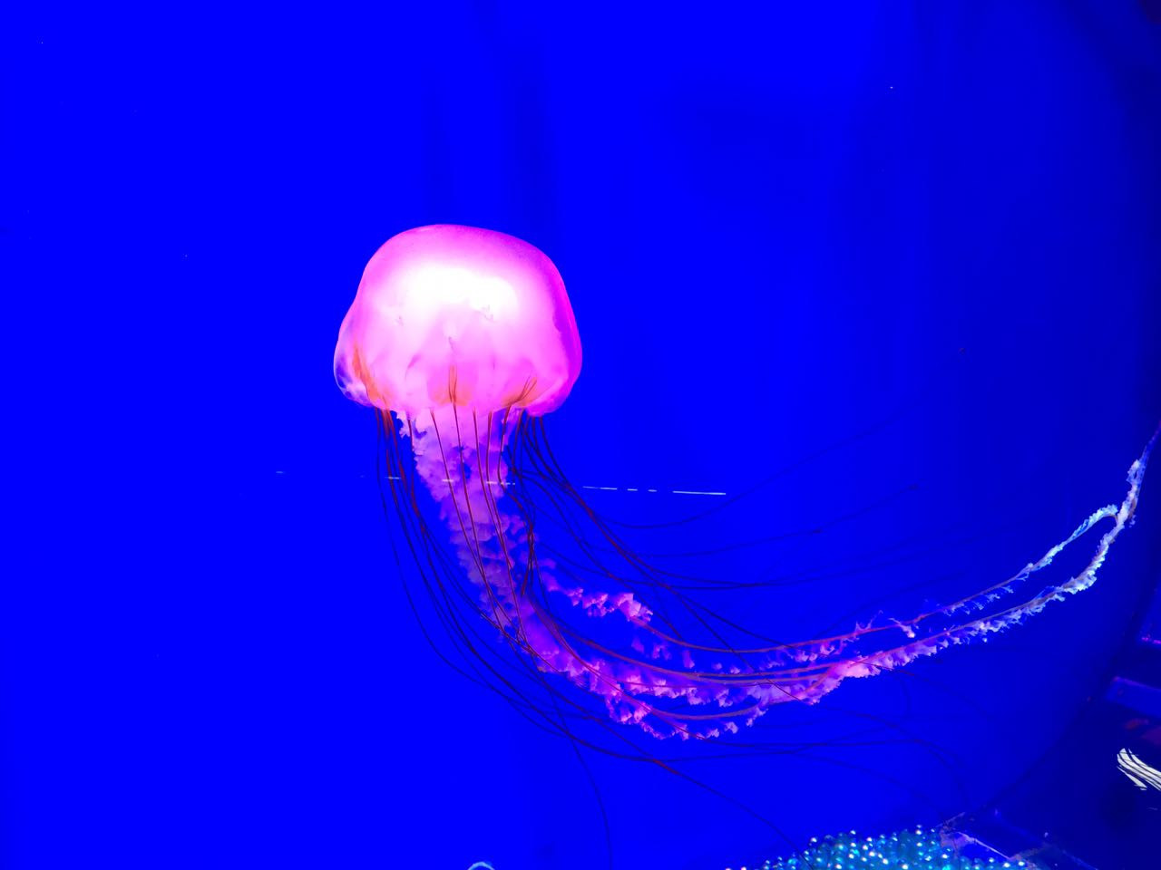 Океанариум готовится к новому году