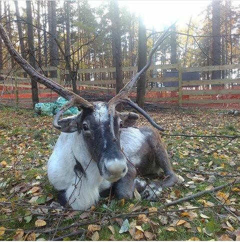 Олени переходят дорогу по правилам (ВИДЕО)