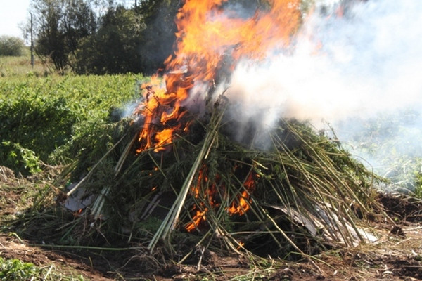 10 тонн конопли - сожгли