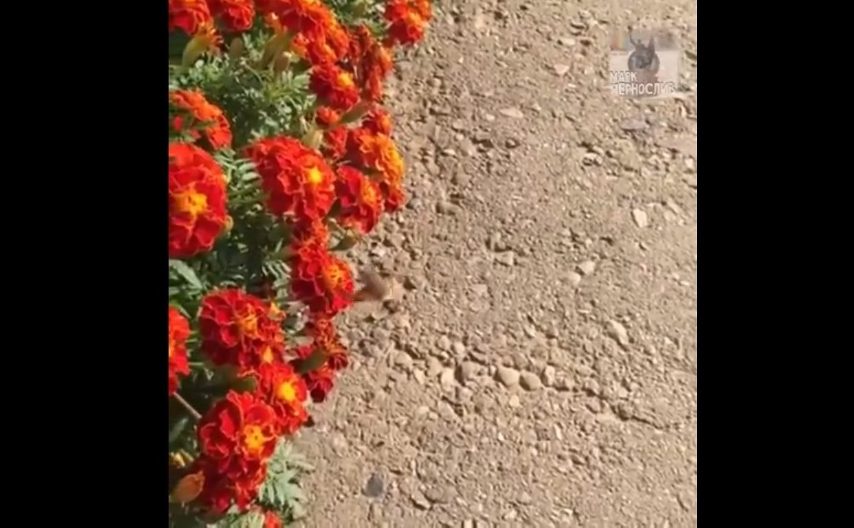 Жители Уссурийска сняли на видео полет НЛО 