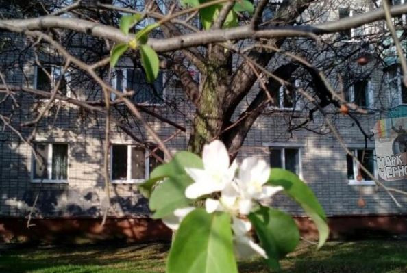  Снежное покрывало и цветущие яблони - октябрь в Приморье (ФОТО)