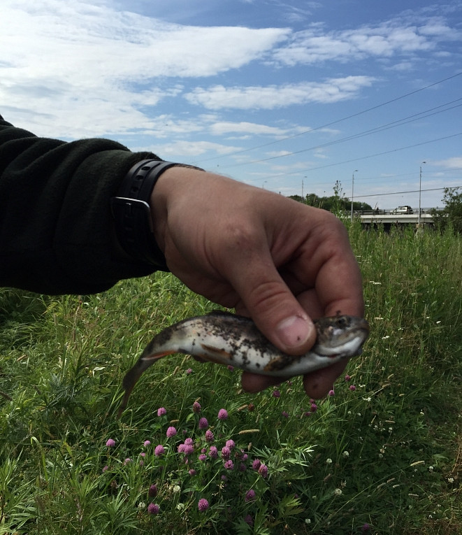 Рыбу в Золотом Роге кормят нечистотами (Видео)