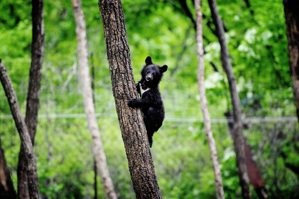 Приморский сафари-парк признан одним из лучших в мире