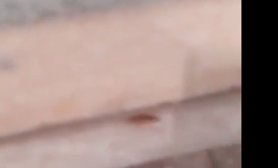 По хлебу крупного супермаркета Владивостока бегают тараканы (ВИДЕО)