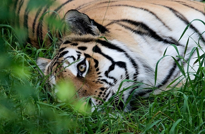 Амурскому тигру помогают выжить китайцы