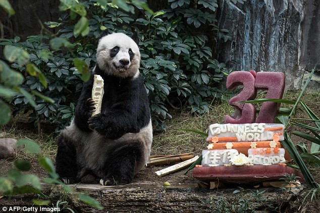 К старейшей в мире панде в Гонконге применили эвтаназию