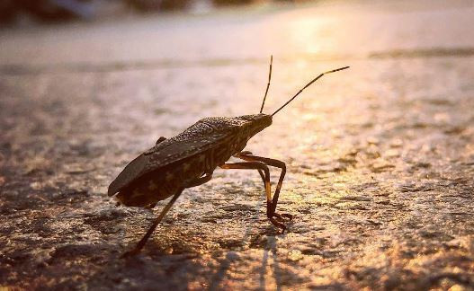 Невиданные клопы захватывают Дальний Восток