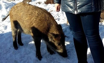 В Приморье в ДТП пострадала свинья (ВИДЕО)