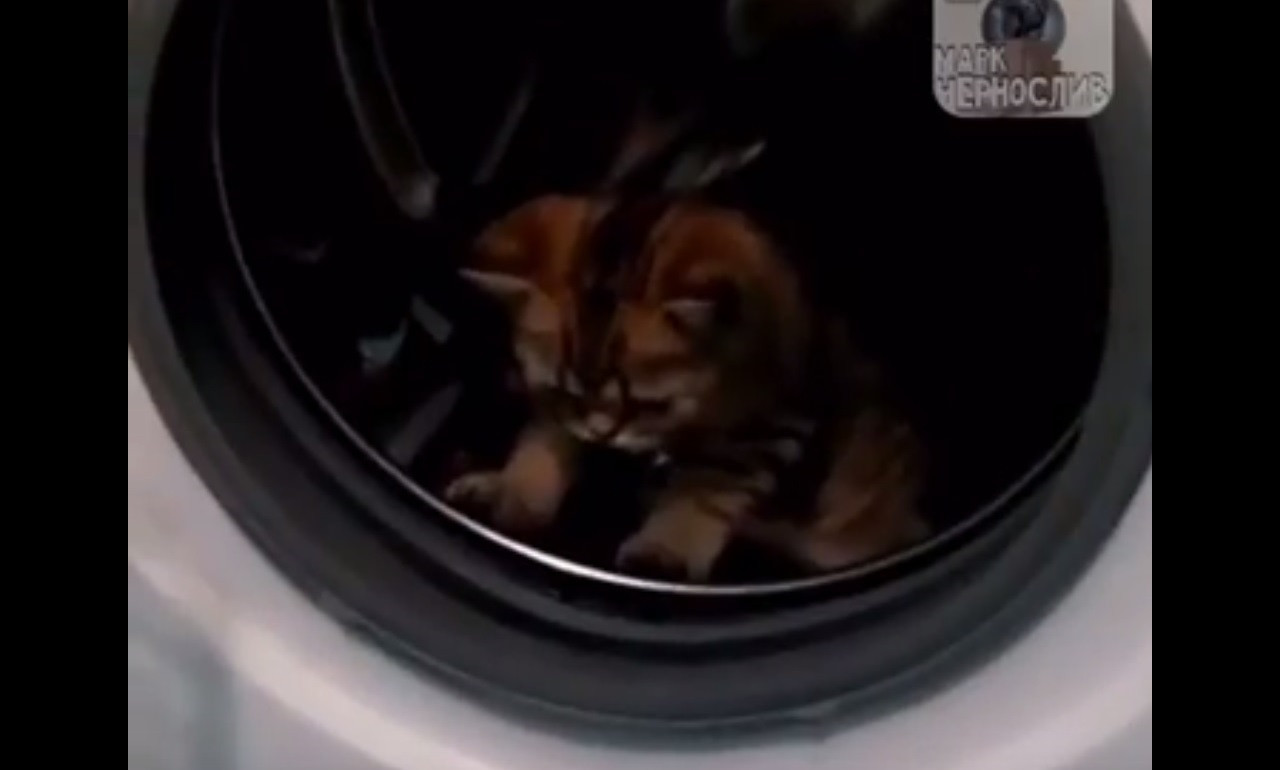 Кот в стиральной машине порадовал приморцев