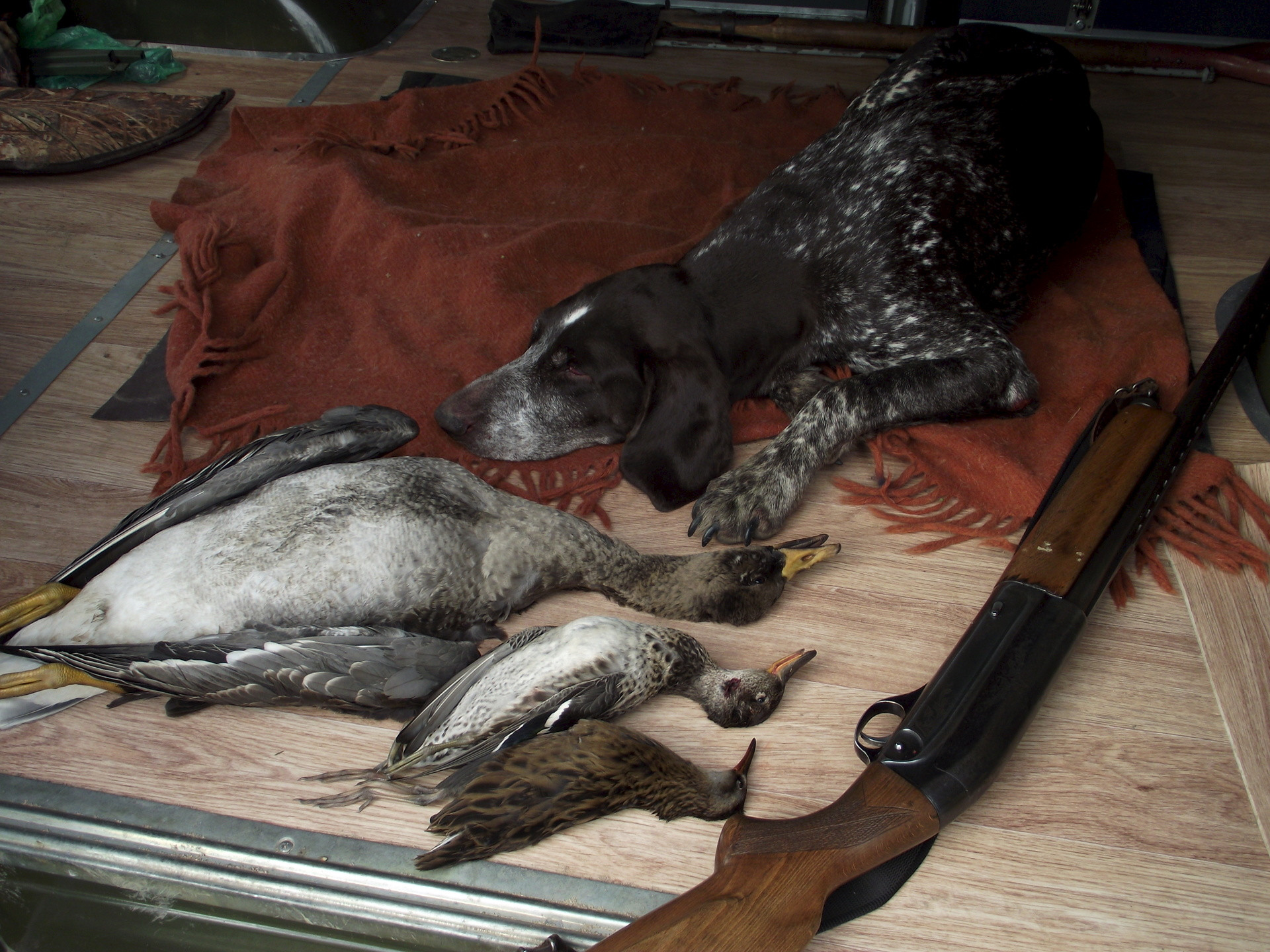 В прицеле приморцев - фазаны