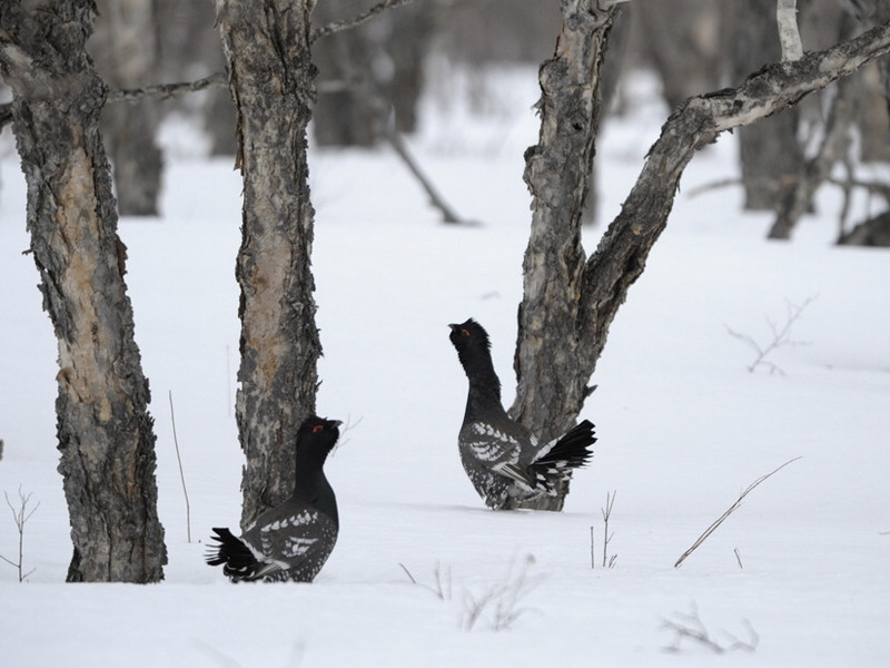 Птицы, изъятые в аэропорте Москвы, освоились дома