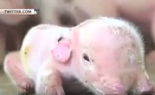 В появлении животных-мутантов приморцы винят китайцев