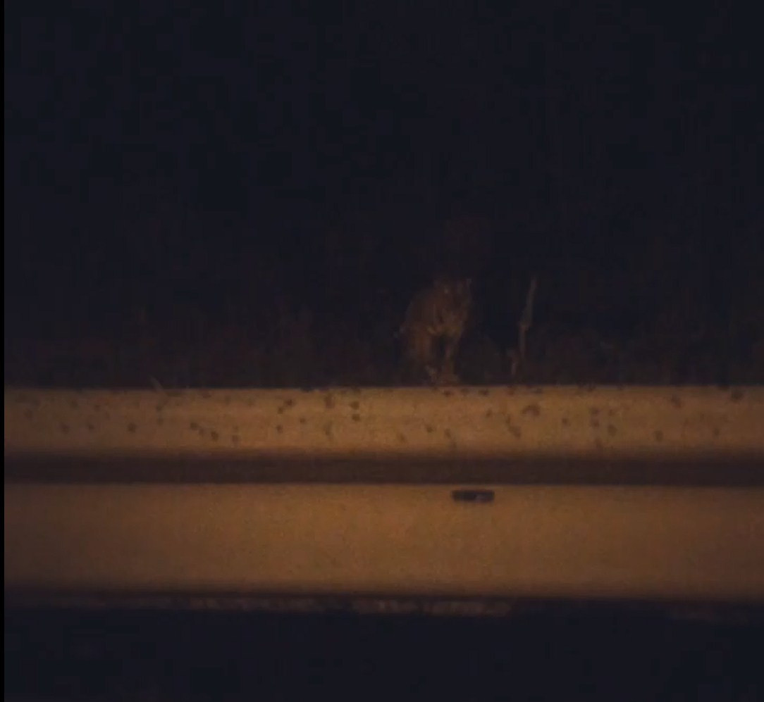 Тигр в городе. Хроника событий (ВИДЕО)