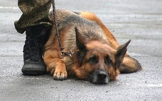 Разъяренные жители Дальнего Востока требуют освидетельствовать живодерок из Хабаровска