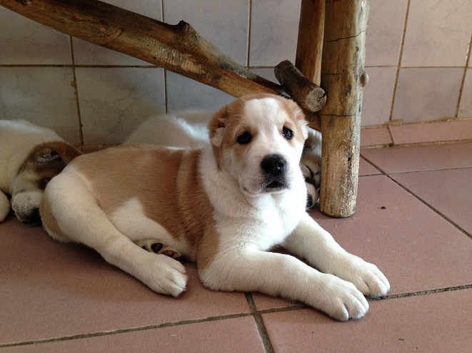 Живодерку из Хабаровска грозятся убить