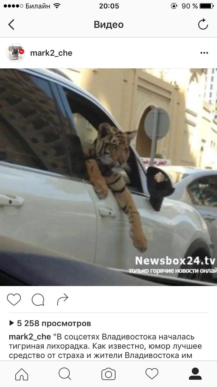 Жители Владивостока завидуют тем, кто видел тигра