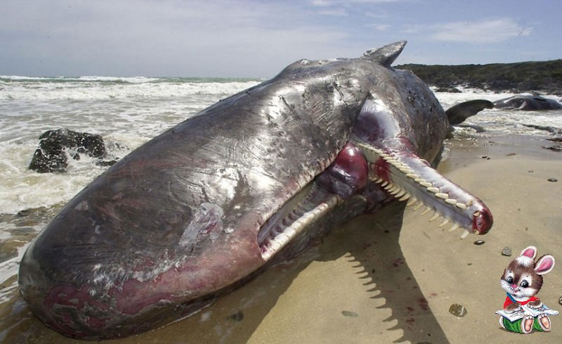 На Курилах нашли мертвого кита