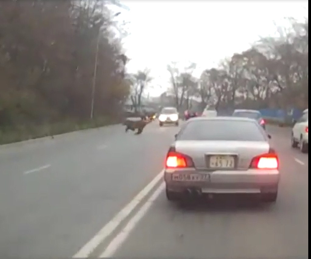 Шокирующее видео с тигром