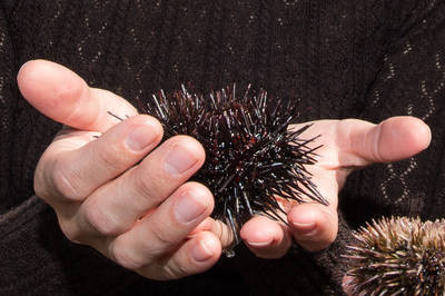 Морской еж начнет покорять российский рынок с Сахалинской области