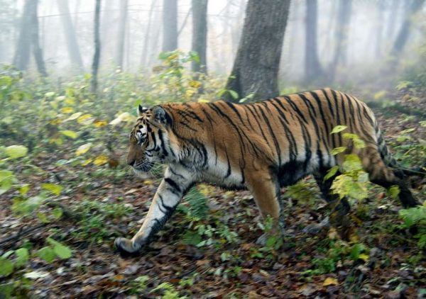Специалисты гадают, что привело тигра в город