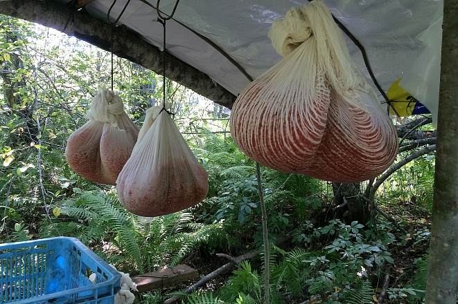 Браконьеры на реках Приморья предлагают взятки полиции. Неудачно