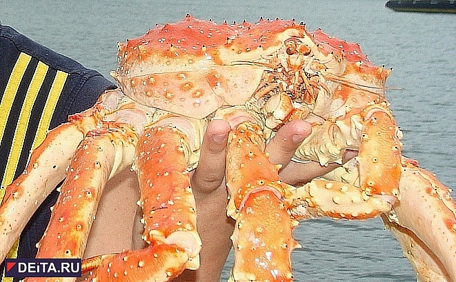 Тонны краба поделили между собой предприятия Приморья