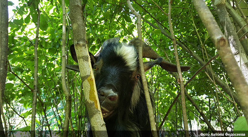 Козел Тимур из Приморского Сафари-парка отметит день рождения