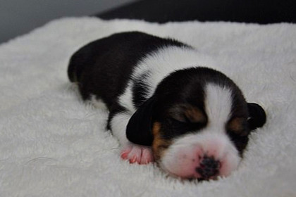 Первую ГМО-собаку успешно клонировали в Китае