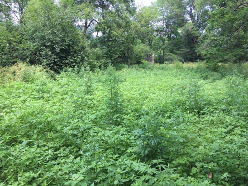 22 тысячи запрещенных кустов уничтожили полицейские в Приморье