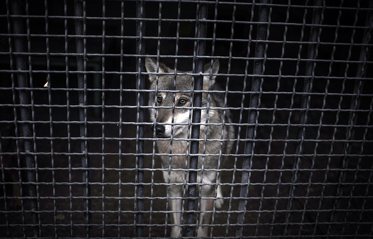 Волк напал на ребенка в зоопарке