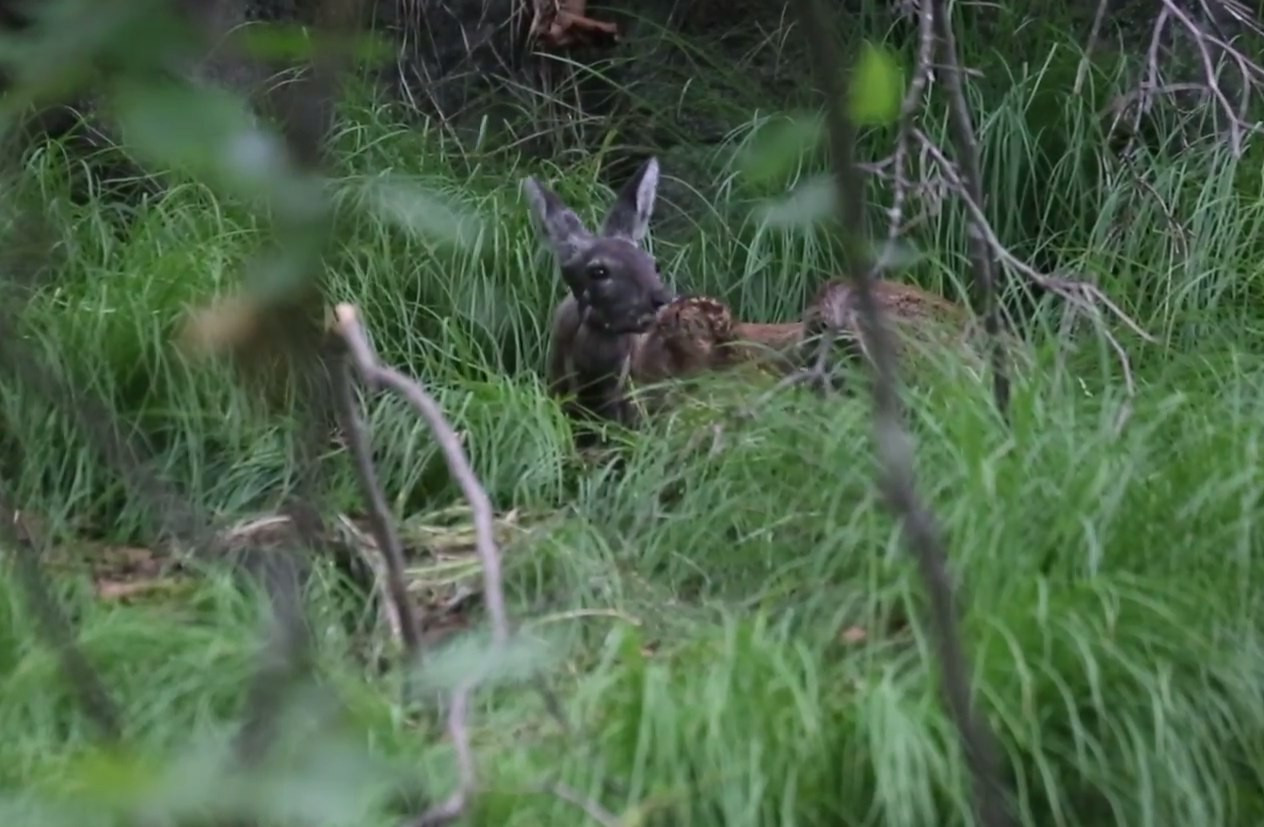Олененок родился в Приморском Сафари-парке (видео)