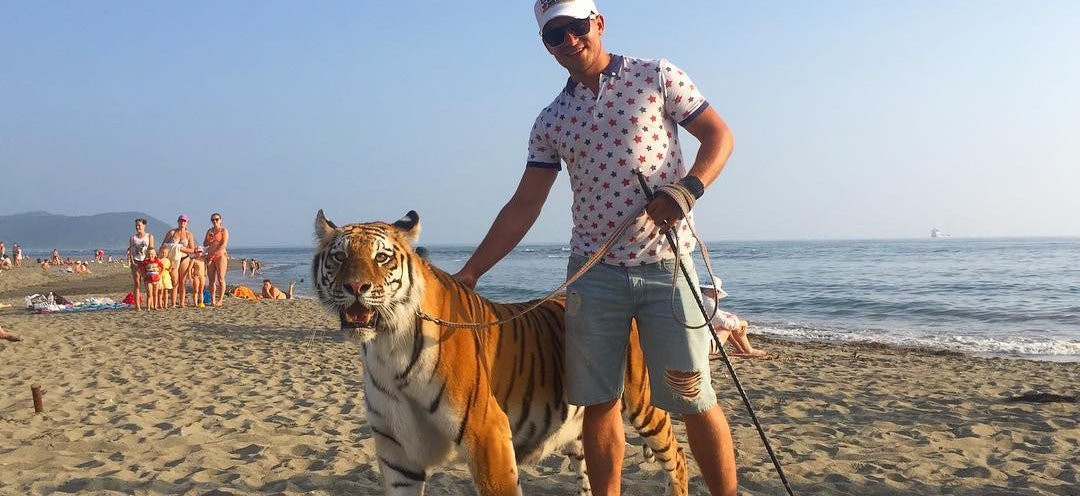 Полиция заинтересовалась тигром на пляже в Приморье