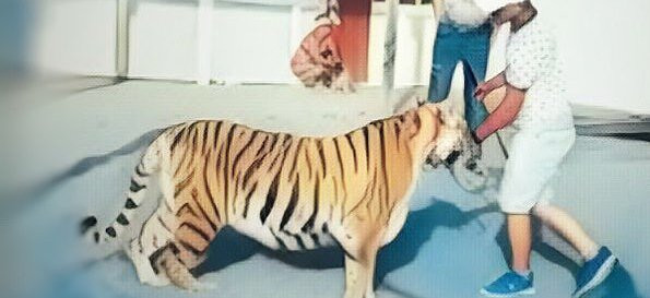 Прокуратура занялась инцидентом с тигром на пляже в Приморье