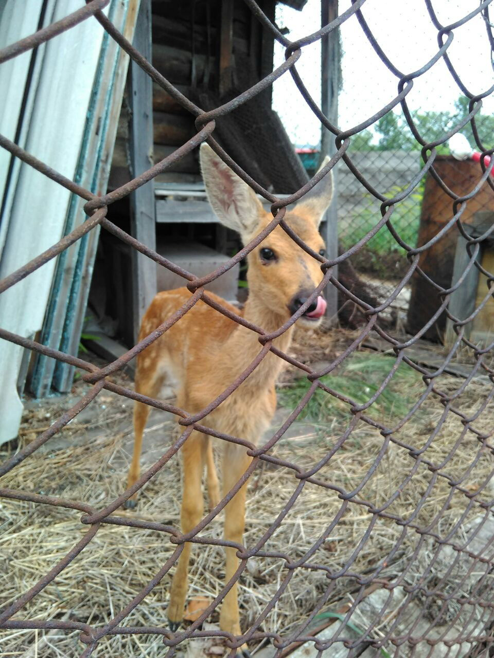 Детеныша косули спасли от неминуемой смерти в Амурской области