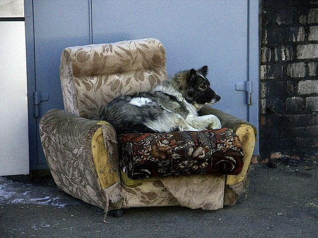 Закон о животных отложен на неопределенный срок