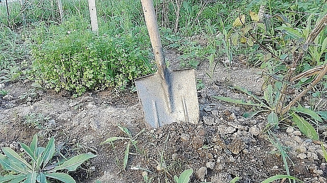 В ЕАО руководителя садового товарищества хотят посадить