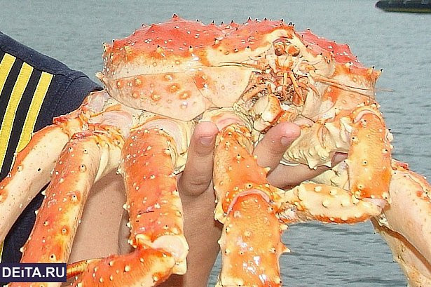 Приморец случайно нашел полтонны краба на дороге