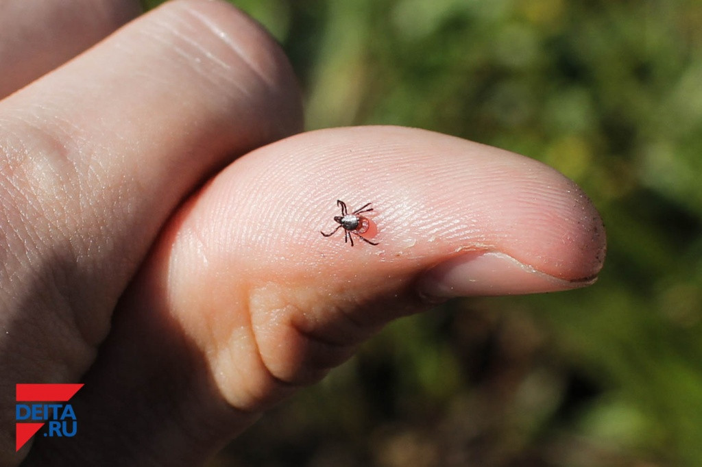 От укуса клеща умер житель Приморья