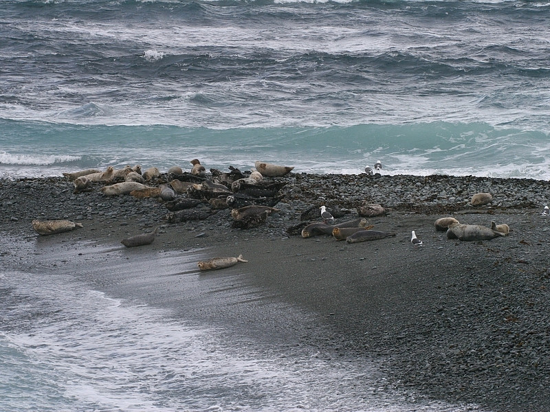 Обнаружены пестициды в обитателях Арктики