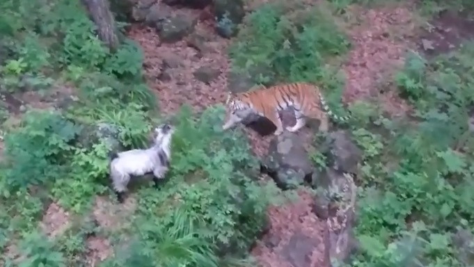 История Тимура и Амура повторяется в Приморье (видео)