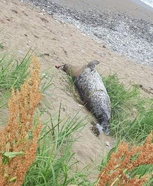 Тюлень портит отдых приморцев