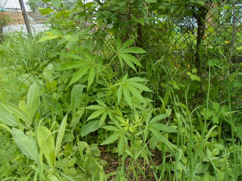 Полицейские постарались на славу в Приморье