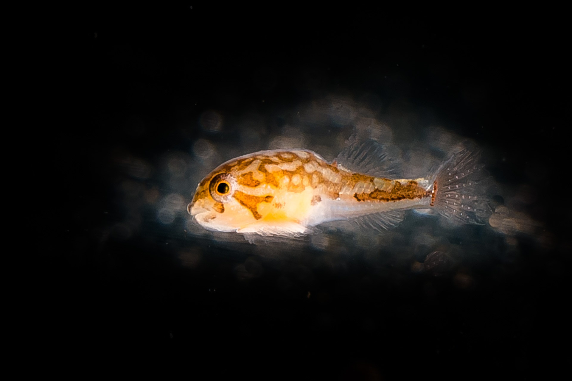 В Приморском океанариуме пополнение (фото)