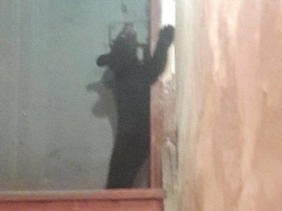 Приморские полицейские доставили в отделение медвежонка